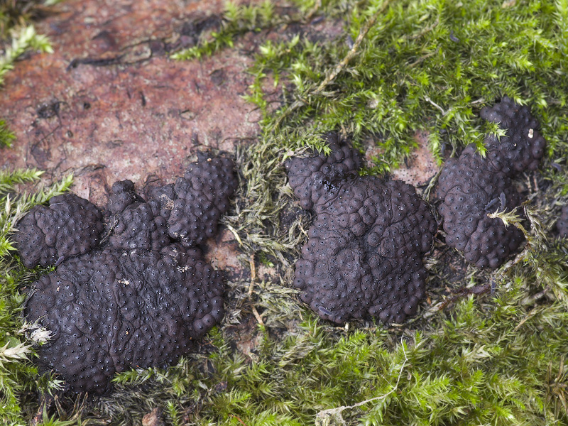 Hypoxylon multiforme